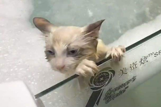 幼猫多大可以洗澡