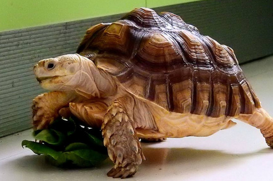 陆龟不吃东西怎么办