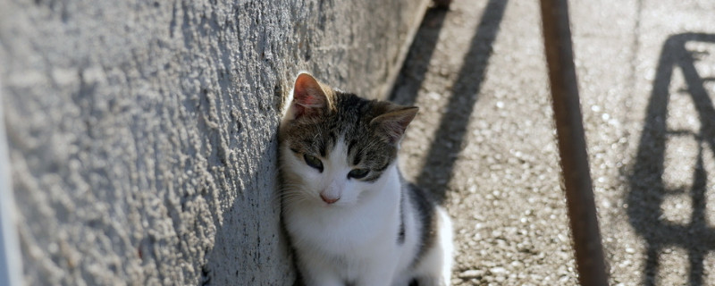 四个月大的猫是幼猫吗