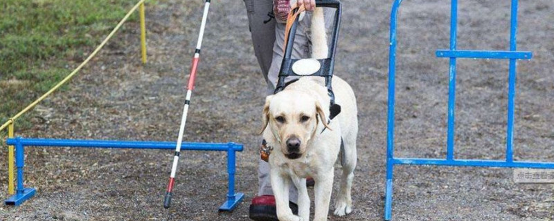 导盲犬怎么知道主人要去哪