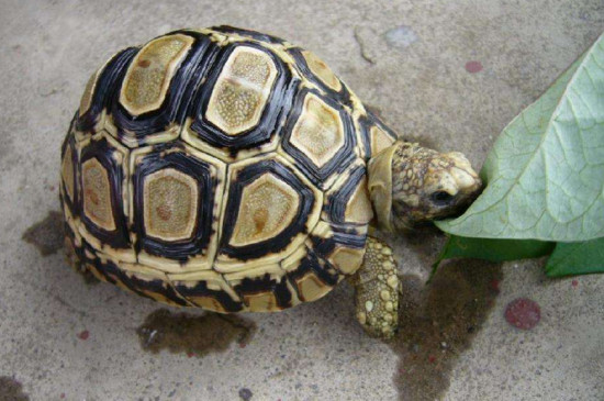 赫曼陆龟能长多大