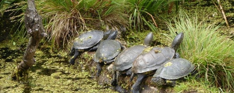 野生乌龟吃什么长得快