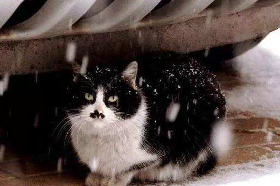 流浪猫怎么过冬