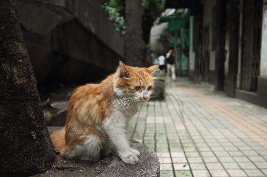 养流浪猫注意事项