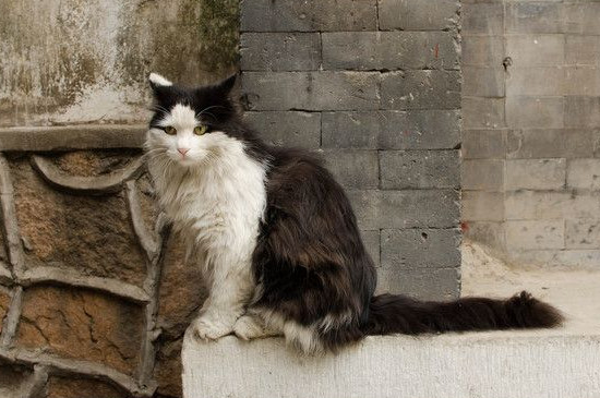 流浪猫受伤了怎么处理