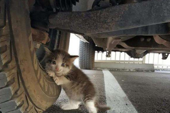 流浪猫夏天睡在哪里