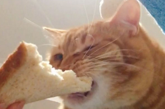 流浪猫吃面包吗