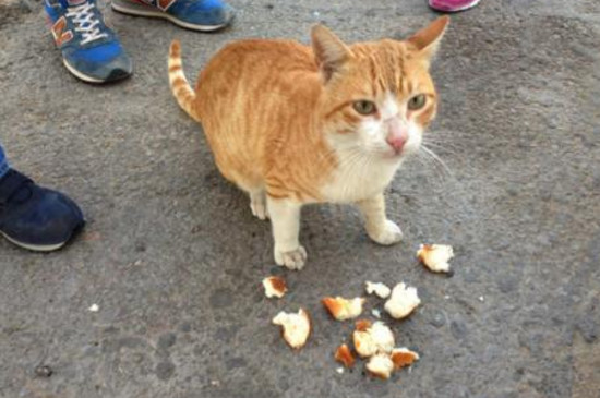 流浪猫吃面包吗