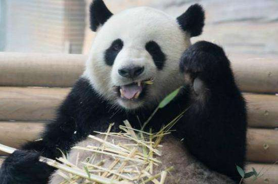 熊猫的智商相当人几岁