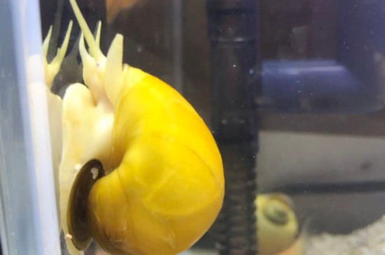 黄金螺能长多大