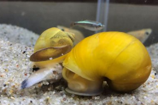 黄金螺能长多大