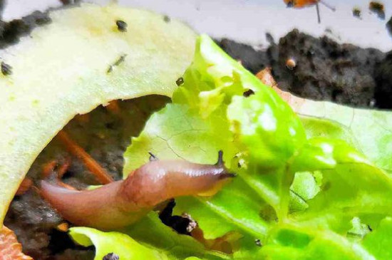 蜗牛吃什么