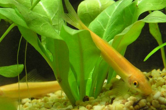 金苔鼠能跟什么鱼混养
