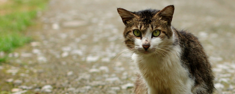 怕人的小野猫能养熟吗