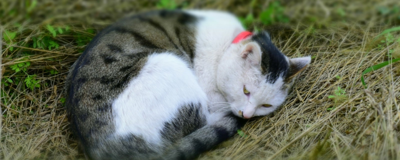 打了猫怎么道歉