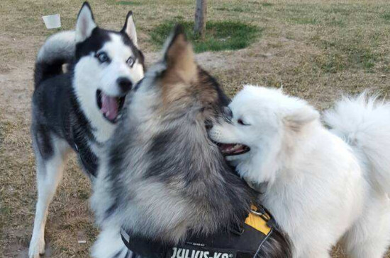 三傻狗是什么品种