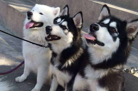 三傻狗是什么品种