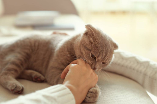 猫抱着你的手又咬又蹬