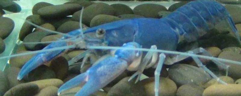 两只蓝魔虾可以一起养吗