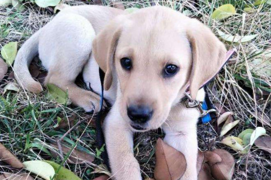 拉布拉多幼犬越打越凶