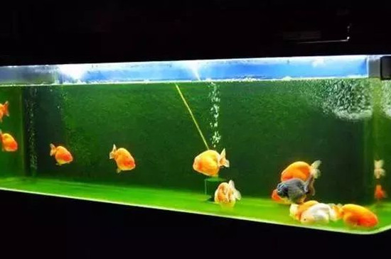 鱼缸快速长绿苔的办法 宠物圈