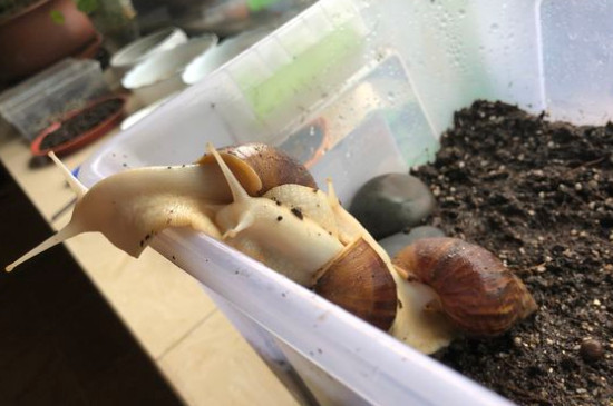 捡来的野生蜗牛怎么养