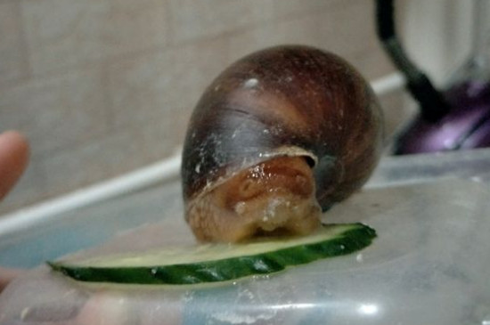 捡来的野生蜗牛怎么养