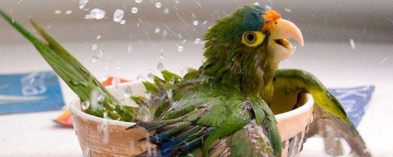 鹦鹉长期不洗澡会怎样