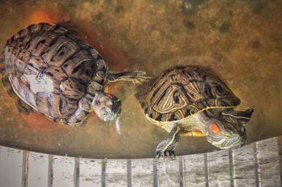 巴西龟为什么是入侵物种