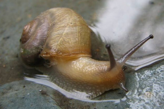 蜗牛产卵征兆