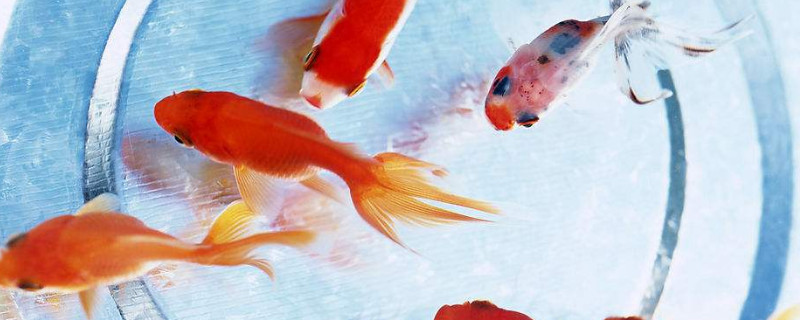 金鱼断尾会流血吗 宠物圈 金鱼断尾会流血吗 宠物圈