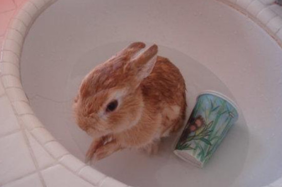 侏儒兔怎么洗澡