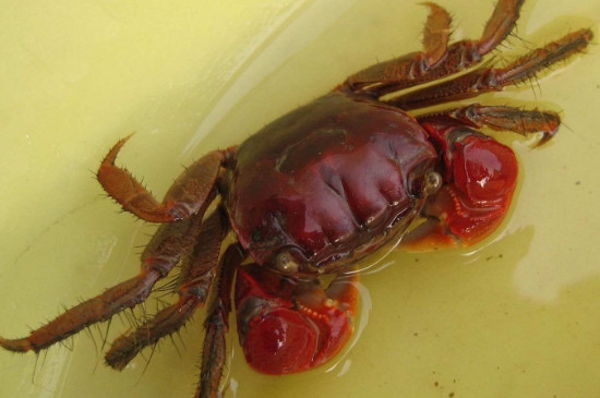 宠物螃蟹能活多久