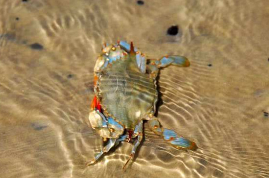 小海蟹没有海水怎么养