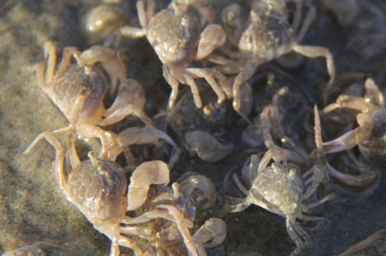 螃蟹幼崽怎么养