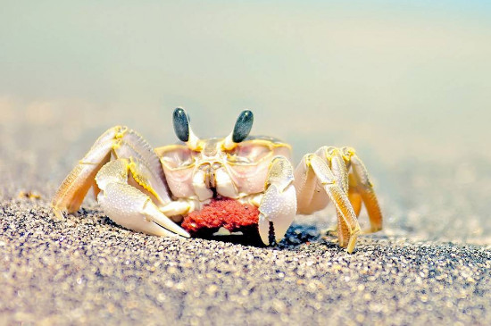 海边的螃蟹为什么养不活