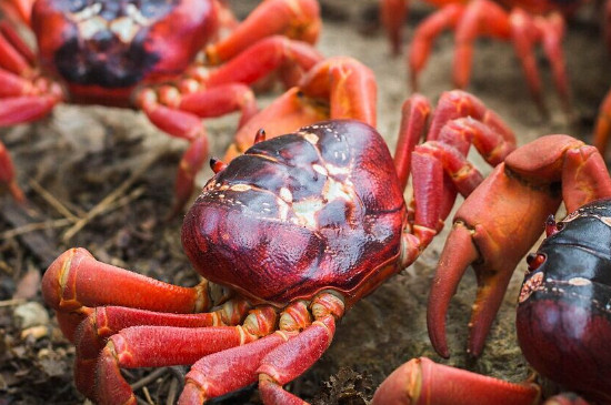 红色宠物螃蟹怎么养