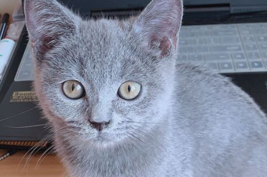 500元以内的猫有哪些，英短蓝猫价格200～500是真的吗