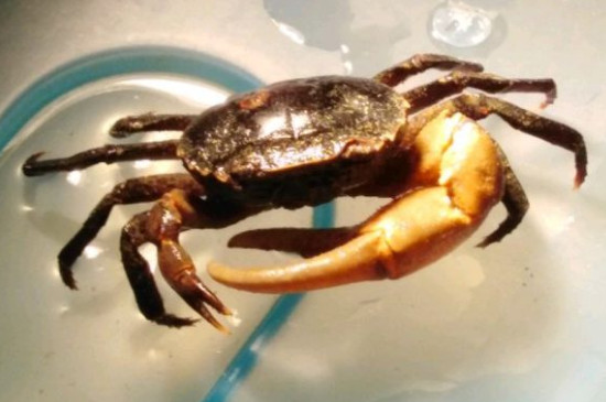 螃蟹不吃东西能活几天