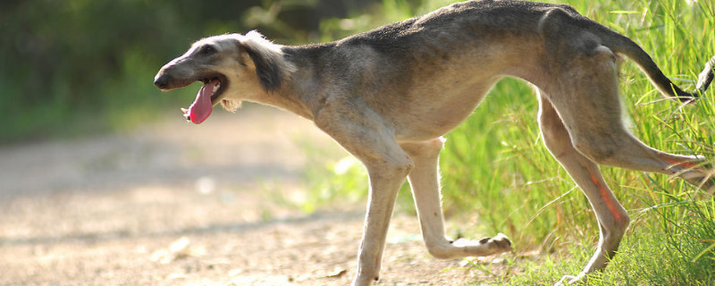 细犬为什么被禁养