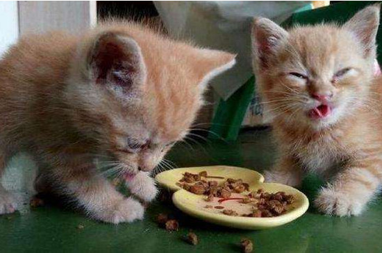 人可以吃猫粮吗