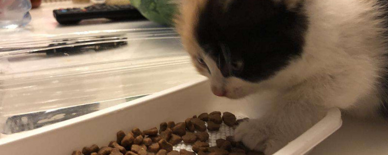 人可以吃猫粮吗