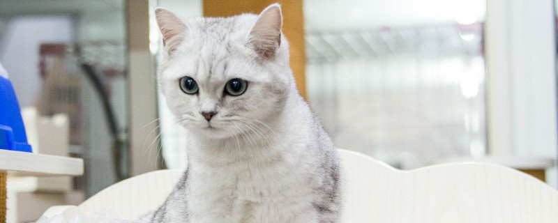 银渐猫属于什么品种