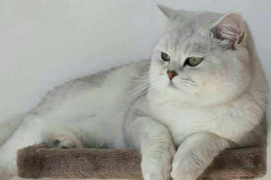 银渐猫属于什么品种