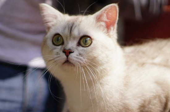 银渐层猫其实是什么品种