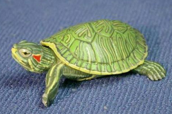 巴西龟长得快吗