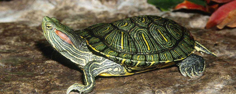 巴西龟长得快吗