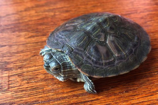 红耳巴西龟能活多久