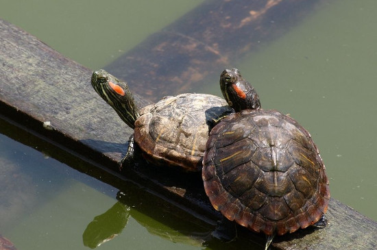 巴西龟能放生到河里吗
