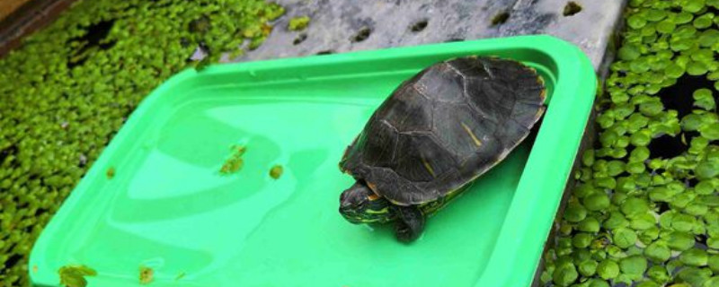 巴西龟可以放海水里吗